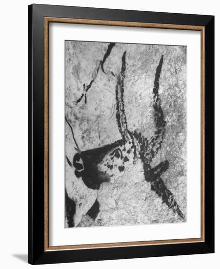 Prehistoric Cave Painting of an Animal-Ralph Morse-Framed Photographic Print