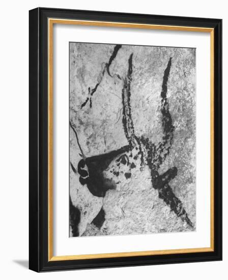 Prehistoric Cave Painting of an Animal-Ralph Morse-Framed Photographic Print