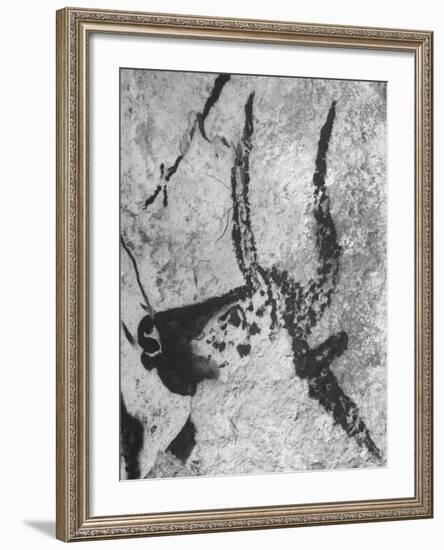 Prehistoric Cave Painting of an Animal-Ralph Morse-Framed Photographic Print