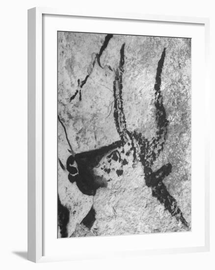 Prehistoric Cave Painting of an Animal-Ralph Morse-Framed Photographic Print