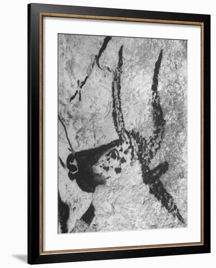 Prehistoric Cave Painting of an Animal-Ralph Morse-Framed Photographic Print