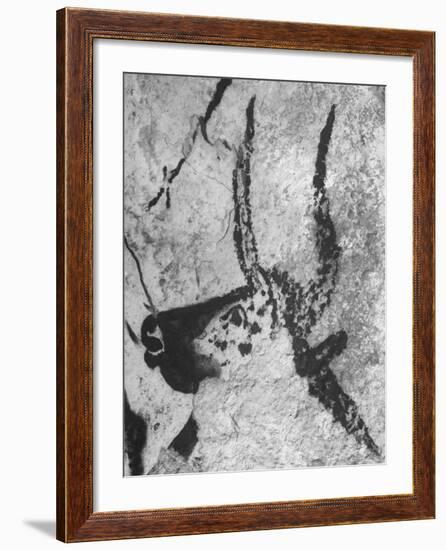 Prehistoric Cave Painting of an Animal-Ralph Morse-Framed Photographic Print