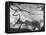 Prehistoric Cave Painting of an Animal-Ralph Morse-Framed Premier Image Canvas