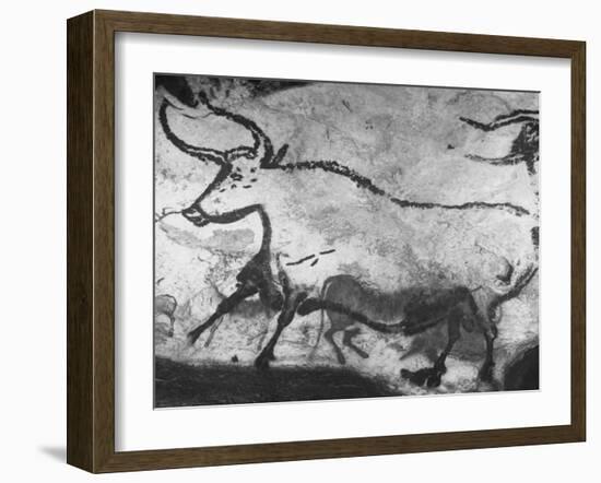 Prehistoric Cave Painting of an Animal-Ralph Morse-Framed Photographic Print