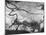 Prehistoric Cave Painting of an Animal-Ralph Morse-Mounted Photographic Print