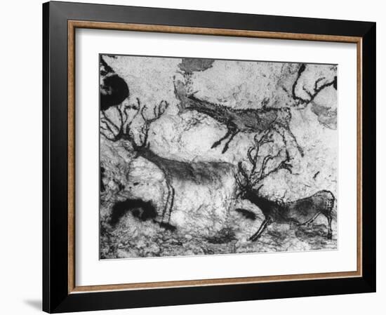 Prehistoric Cave Painting of Animals-Ralph Morse-Framed Photographic Print