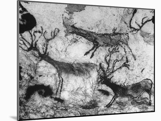 Prehistoric Cave Painting of Animals-Ralph Morse-Mounted Photographic Print