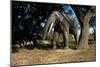 Prehistoric Elephant, Artwork-Mauricio Anton-Mounted Photographic Print