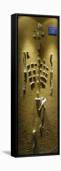 Prehistory, Paleolithic, Lucy Skeleton, Reproduction-null-Framed Premier Image Canvas