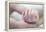 Premature Baby's Hand-Science Photo Library-Framed Premier Image Canvas