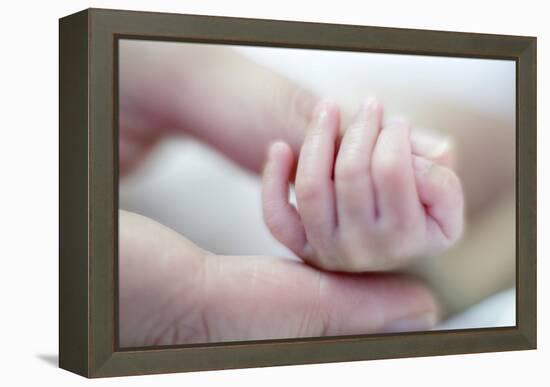 Premature Baby's Hand-Science Photo Library-Framed Premier Image Canvas