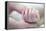 Premature Baby's Hand-Science Photo Library-Framed Premier Image Canvas