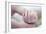 Premature Baby's Hand-Science Photo Library-Framed Photographic Print