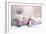 Premature Baby-Science Photo Library-Framed Photographic Print