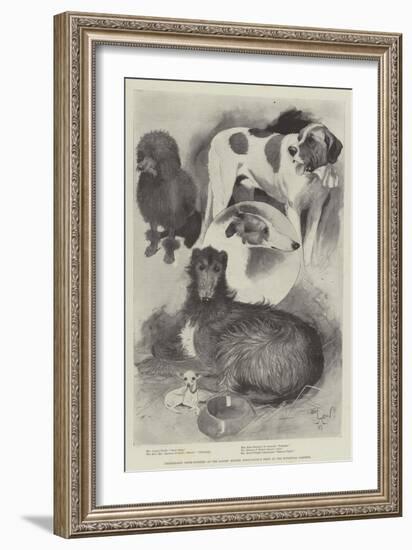 Premiership Prize-Winners at the Ladies' Kennel Association's Show at the Botanical Gardens-Cecil Aldin-Framed Giclee Print