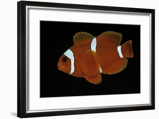 Premnas Biaculeatus (Maroon Clownfish, Spine-Cheeked Clownfish)-Paul Starosta-Framed Photographic Print