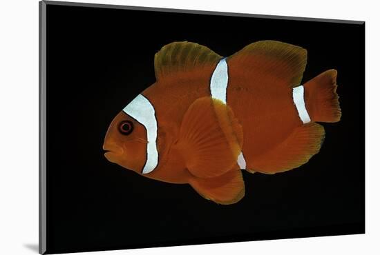 Premnas Biaculeatus (Maroon Clownfish, Spine-Cheeked Clownfish)-Paul Starosta-Mounted Photographic Print