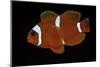 Premnas Biaculeatus (Maroon Clownfish, Spine-Cheeked Clownfish)-Paul Starosta-Mounted Photographic Print