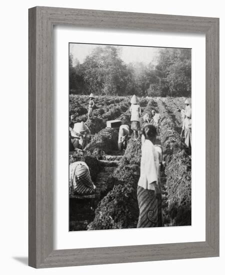 Preparing Irrigation Channels at a Sugar Plantation, Java, Dutch East Indies, 1927-null-Framed Photographic Print
