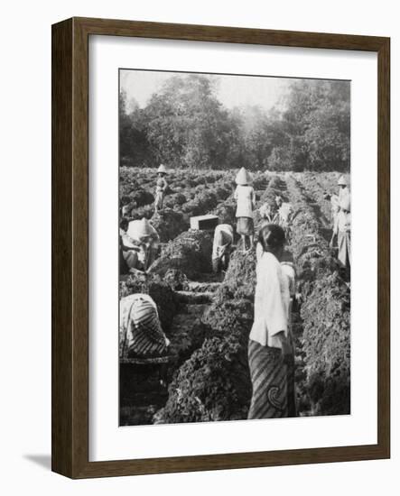 Preparing Irrigation Channels at a Sugar Plantation, Java, Dutch East Indies, 1927-null-Framed Photographic Print