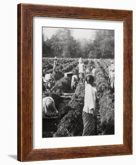 Preparing Irrigation Channels at a Sugar Plantation, Java, Dutch East Indies, 1927-null-Framed Photographic Print