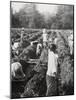 Preparing Irrigation Channels at a Sugar Plantation, Java, Dutch East Indies, 1927-null-Mounted Photographic Print