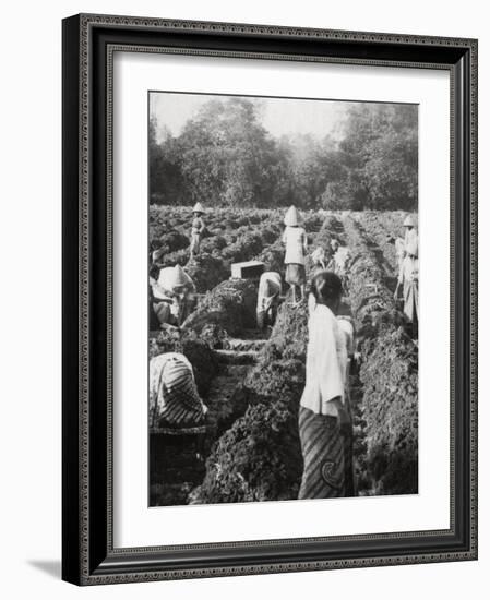 Preparing Irrigation Channels at a Sugar Plantation, Java, Dutch East Indies, 1927-null-Framed Photographic Print