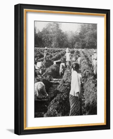 Preparing Irrigation Channels at a Sugar Plantation, Java, Dutch East Indies, 1927-null-Framed Photographic Print