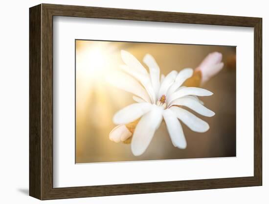 Presence-Philippe Sainte-Laudy-Framed Photographic Print