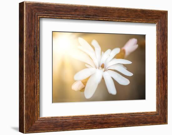 Presence-Philippe Sainte-Laudy-Framed Photographic Print