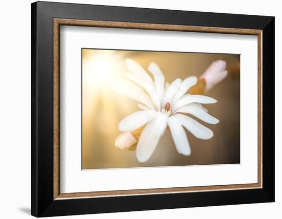 Presence-Philippe Sainte-Laudy-Framed Photographic Print