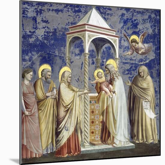 Presentation at the Temple-Giotto di Bondone-Mounted Giclee Print