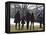 President Barack Obama anf Family Walk on the South Lawn of the White House in Washington-null-Framed Premier Image Canvas