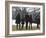 President Barack Obama anf Family Walk on the South Lawn of the White House in Washington-null-Framed Photographic Print