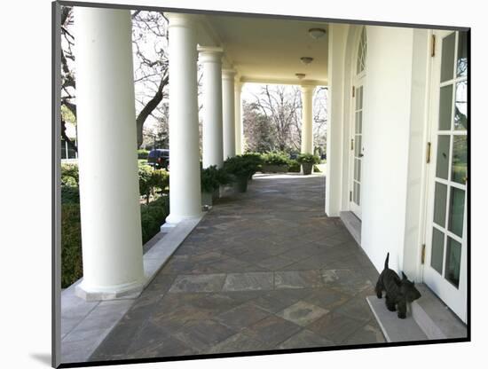 President Bush's Scottish Terrier Miss Beazley Plays on the Colonnade-null-Mounted Photographic Print