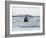 President John Kennedy and John Jr. Play in a Beached Rowboat at Newport, Rhode Island. 1962-null-Framed Photo