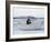 President John Kennedy and John Jr. Play in a Beached Rowboat at Newport, Rhode Island. 1962-null-Framed Photo