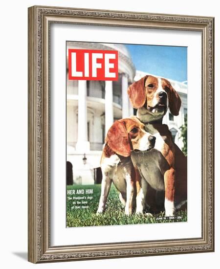 President Johnson's Beagles, June 19, 1964-Francis Miller-Framed Photographic Print