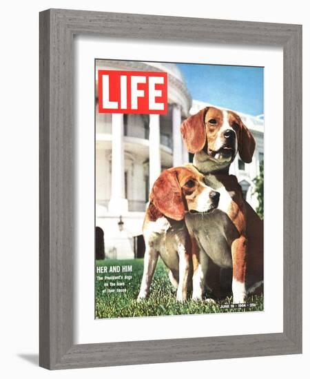 President Johnson's Beagles, June 19, 1964-Francis Miller-Framed Photographic Print