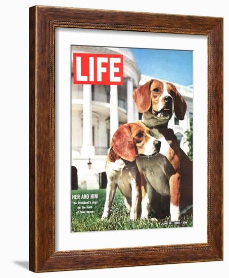 President Johnson's Beagles, June 19, 1964-Francis Miller-Framed Photographic Print