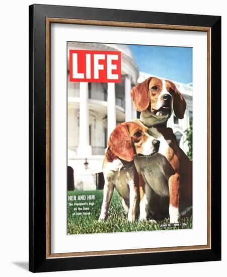 President Johnson's Beagles, June 19, 1964-Francis Miller-Framed Photographic Print