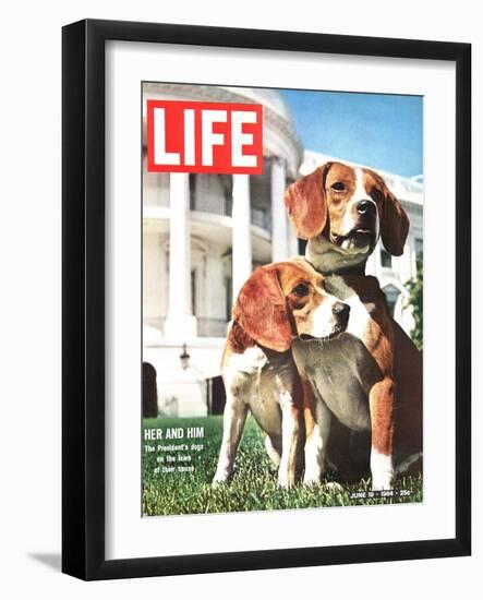 President Johnson's Beagles, June 19, 1964-Francis Miller-Framed Photographic Print