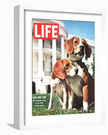 President Johnson's Beagles, June 19, 1964-Francis Miller-Framed Photographic Print