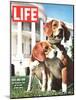 President Johnson's Beagles, June 19, 1964-Francis Miller-Mounted Photographic Print