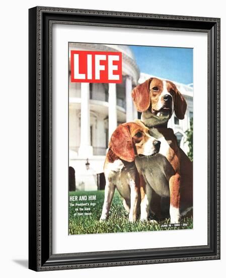 President Johnson's Beagles, June 19, 1964-Francis Miller-Framed Photographic Print