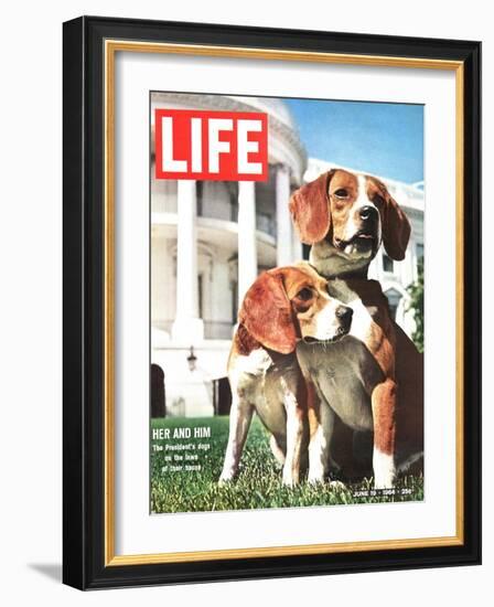 President Johnson's Beagles, June 19, 1964-Francis Miller-Framed Photographic Print