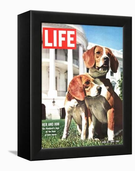 President Johnson's Beagles, June 19, 1964-Francis Miller-Framed Premier Image Canvas