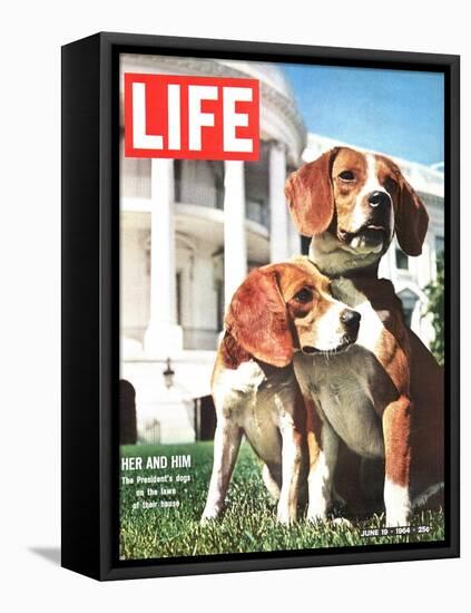 President Johnson's Beagles, June 19, 1964-Francis Miller-Framed Premier Image Canvas