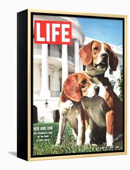 President Johnson's Beagles, June 19, 1964-Francis Miller-Framed Premier Image Canvas