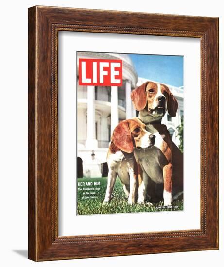 President Johnson's Beagles, June 19, 1964-Francis Miller-Framed Photographic Print